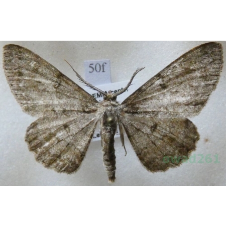 Hypomecis punctinalis (Scopoli, 1763) male Przylepek nakropek Czech50f